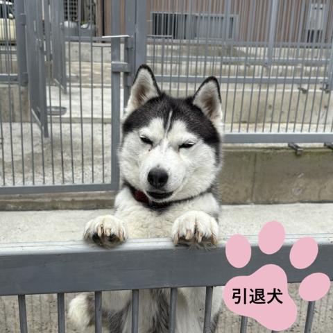 シベリアンハスキー